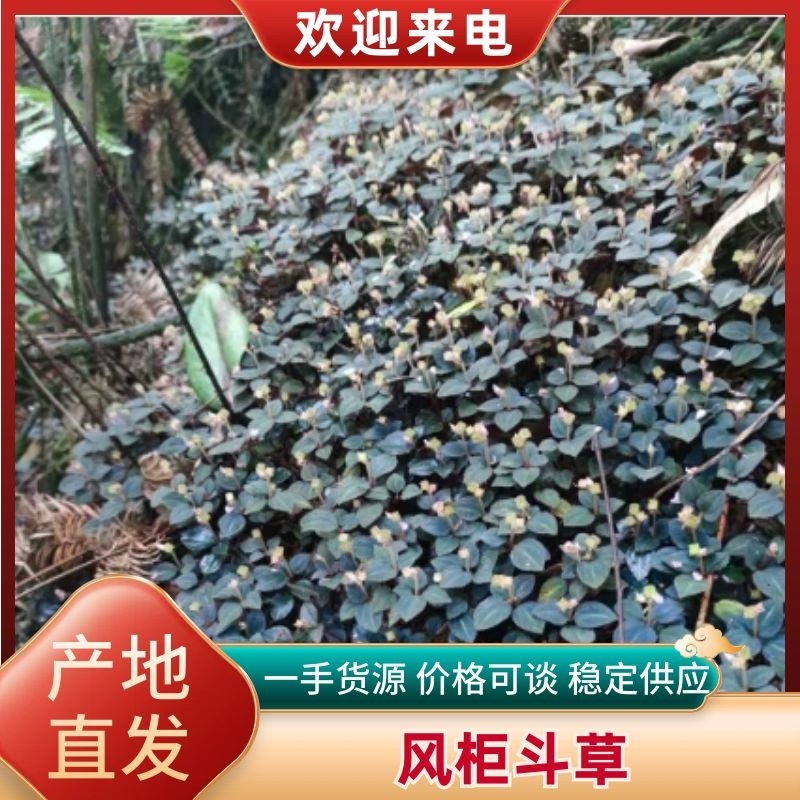风柜斗草产地直发一手货源人工挑选山泉水手洗可发全国