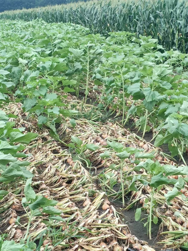 洋葱/优质黄皮洋葱诚信合作多年欢迎各地客商对接看货