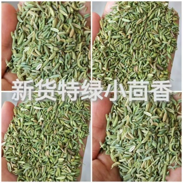 国产特绿小茴香大量有货价格优惠欢迎电联