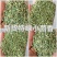 国产特绿小茴香大量有货价格优惠欢迎电联