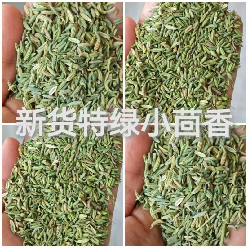 国产特绿小茴香大量有货价格优惠欢迎电联