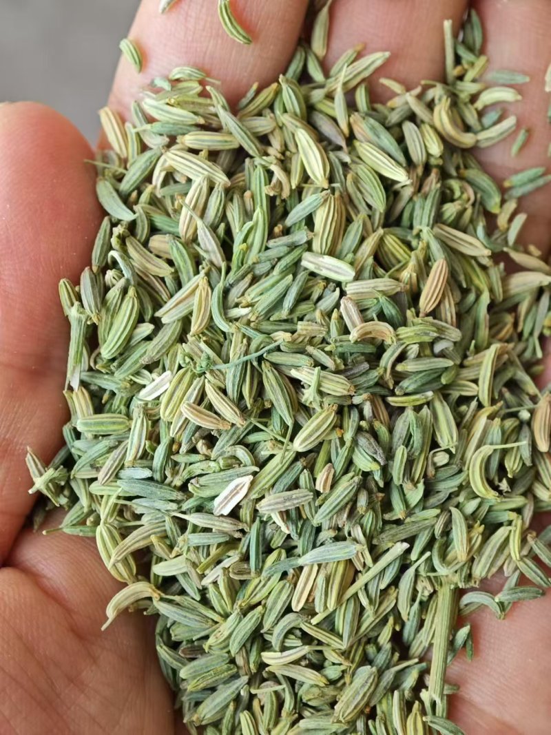国产特绿小茴香大量有货价格优惠欢迎电联