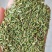 国产特绿小茴香大量有货价格优惠欢迎电联