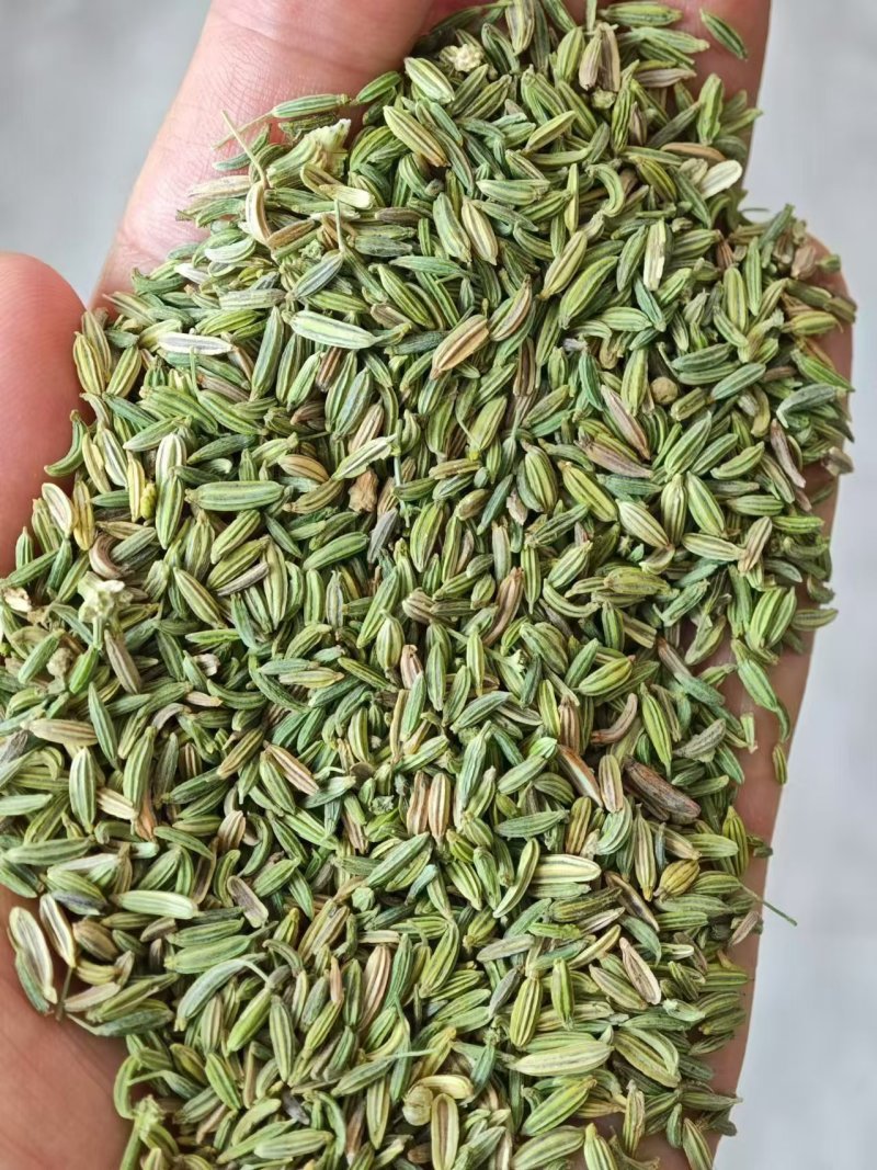 国产特绿小茴香大量有货价格优惠欢迎电联