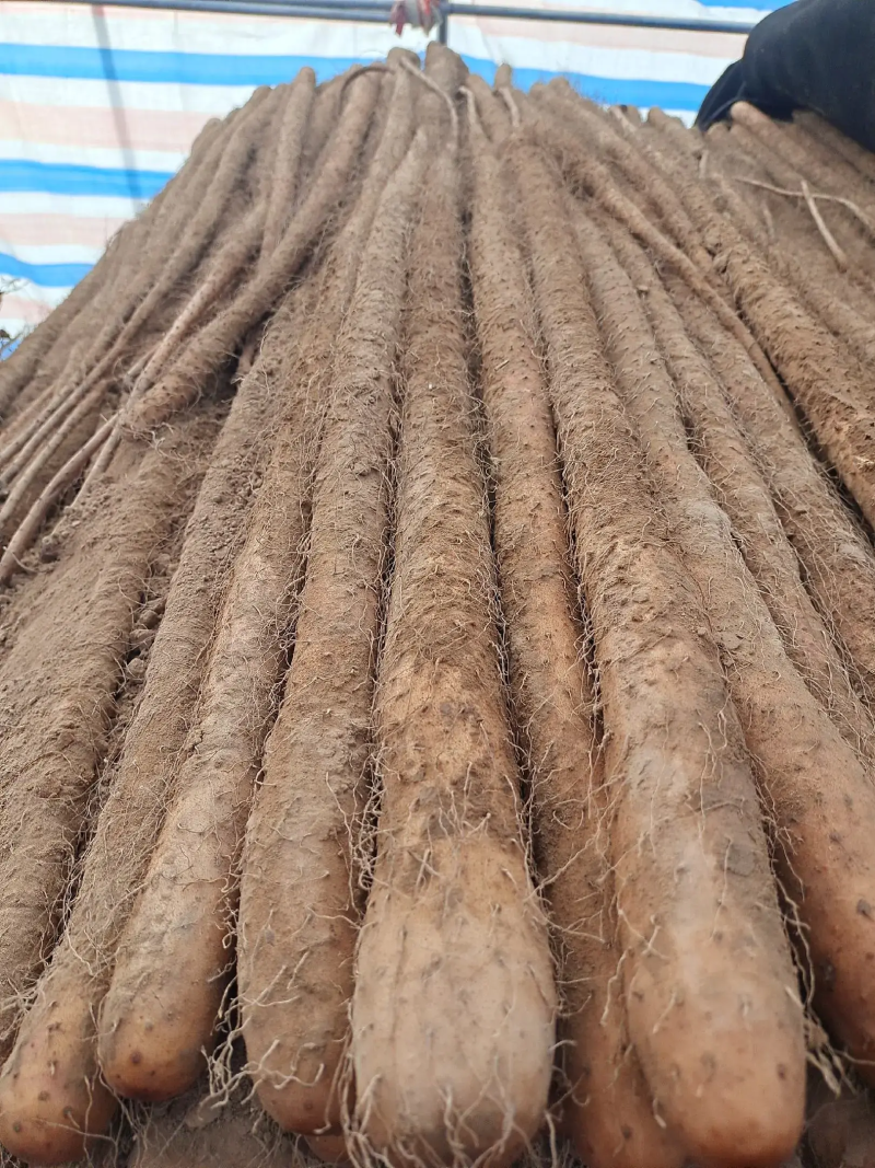 精品铁棍山药水洗网袋货产地直发按需包装量大优惠