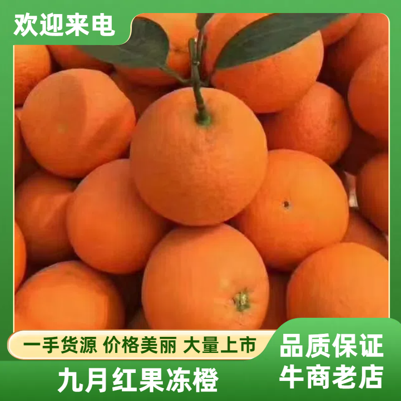 【实力供货】九月红果冻橙九月红脐橙对接电商