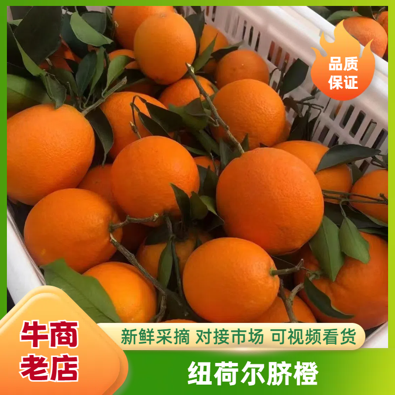 纽荷尔脐橙口感纯甜产地直销一站式服务现采现摘【实力代发】