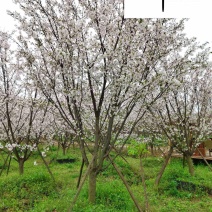 四川早樱晚樱樱花树批发成都基地直供规格齐全量大从优