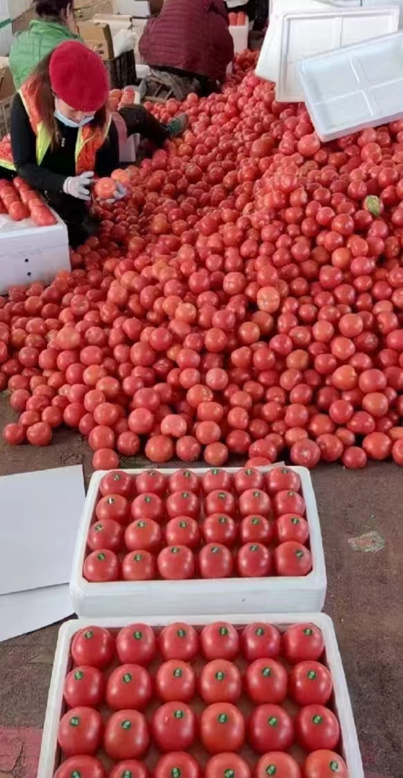 硬粉西红柿大量上市个头大品质好视频看货产地直发