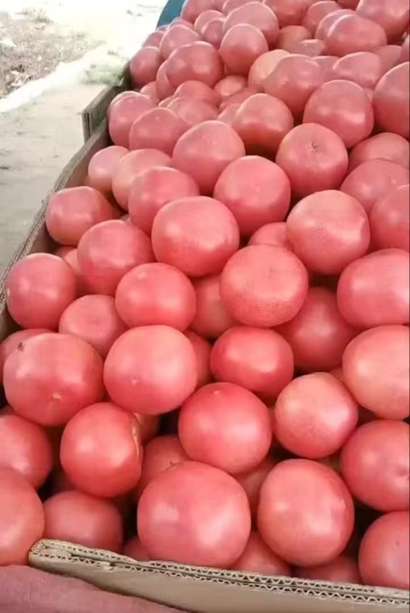 硬粉西红柿大量上市个头大品质好视频看货产地直发