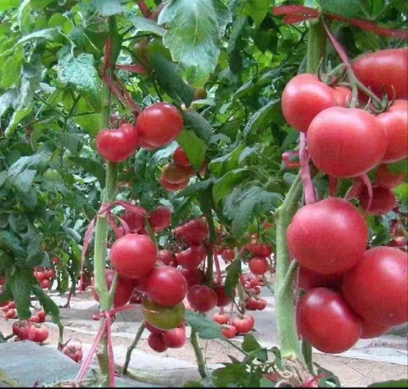 硬粉西红柿大量上市个头大品质好视频看货产地直发