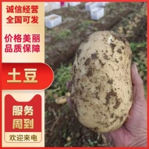 土豆山东荷兰十五土豆大量供应可视频看货品质保证