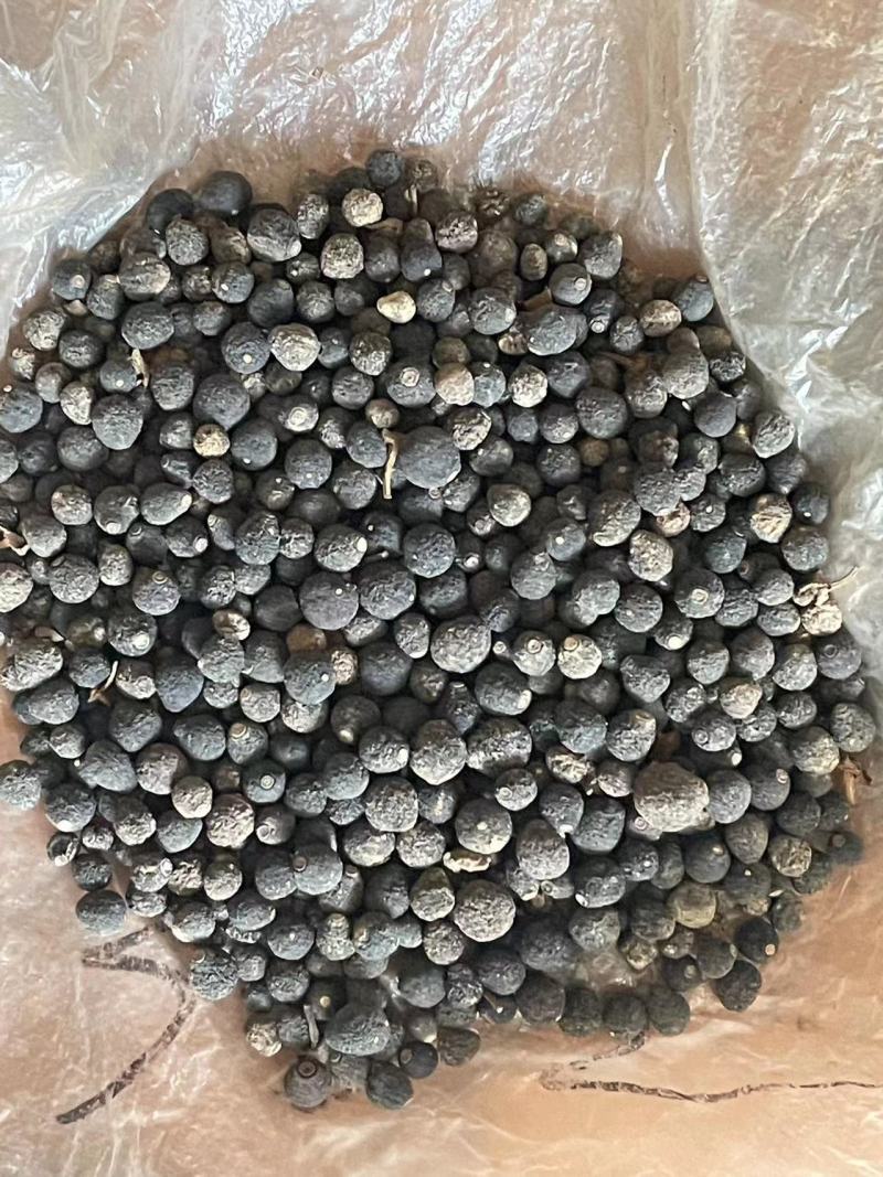 只壳枳壳产地一手货源自产自销欢迎实地考察