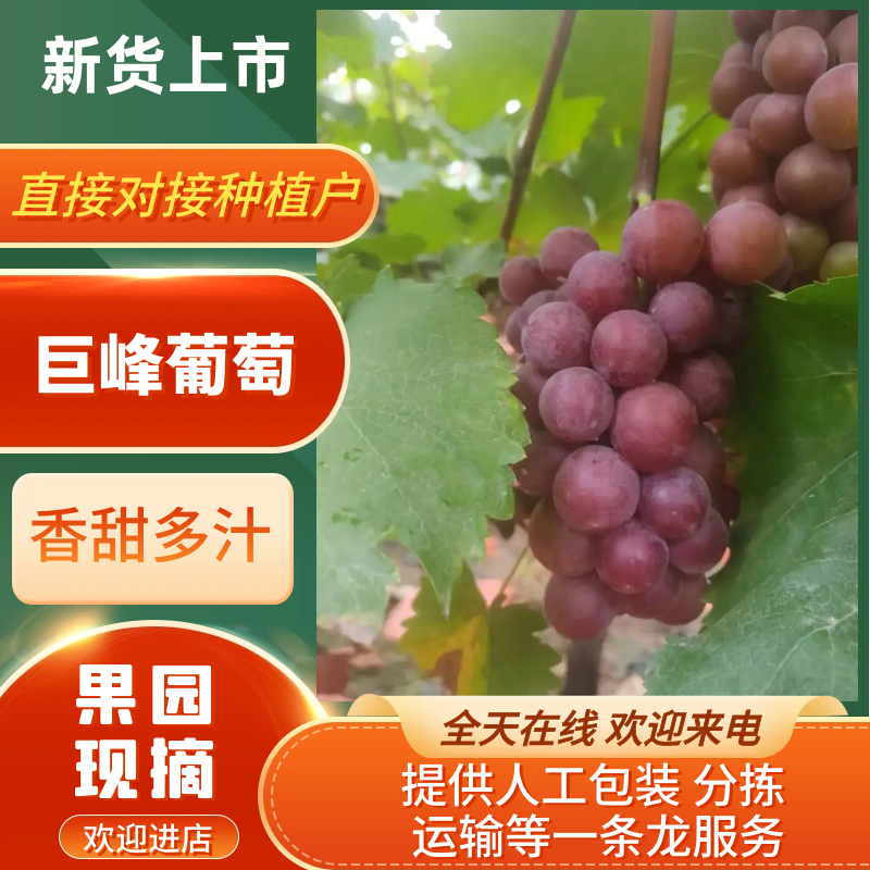 明星巨峰葡萄基地直发，一手货源诚信经营，客户至上！