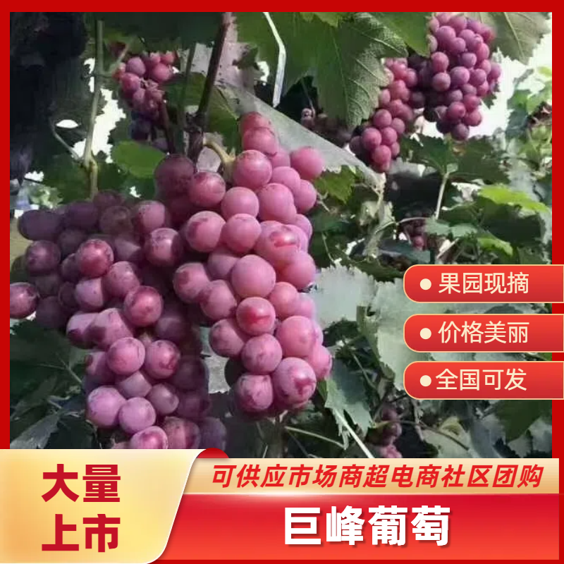 辽峰葡萄产地直发，一手货源，价格优惠，诚信经营，全国可发