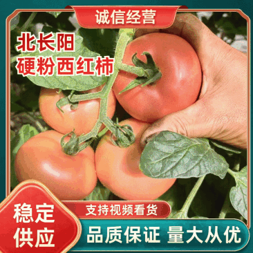 【硬粉西红柿】湖北长阳冷棚精品硬粉西红柿，大量上市