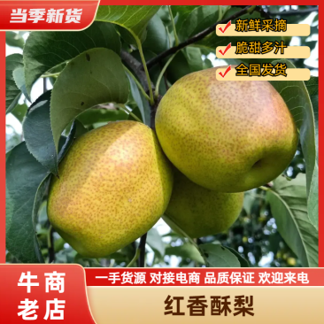 红香酥梨山西运城梨大量供应脆甜多汁对接电商工厂市场