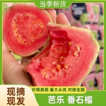 番石榴，红心芭乐精品果，长年供货商超电商团购美团