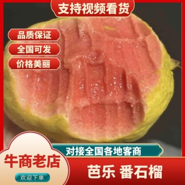 番石榴,芭乐源头直采,承接各种渠道订单