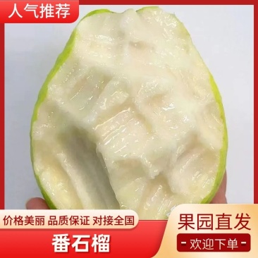 白心芭乐,白心番石榴专业代发欢迎电话联系
