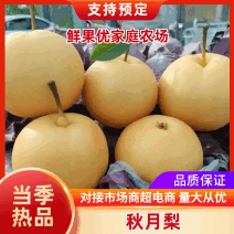 【秋月梨】湖北秋月梨脆甜多汁现摘现发量大从优