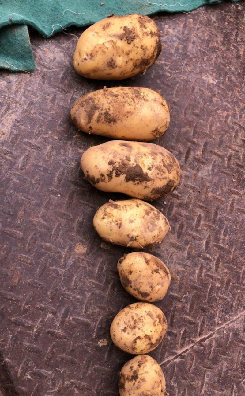 土豆实验一号新鲜土豆产地直发货源充足，量大优惠欢迎合作