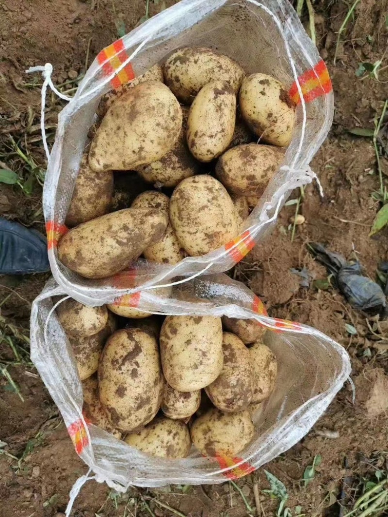 土豆实验一号新鲜土豆产地直发货源充足，量大优惠欢迎合作