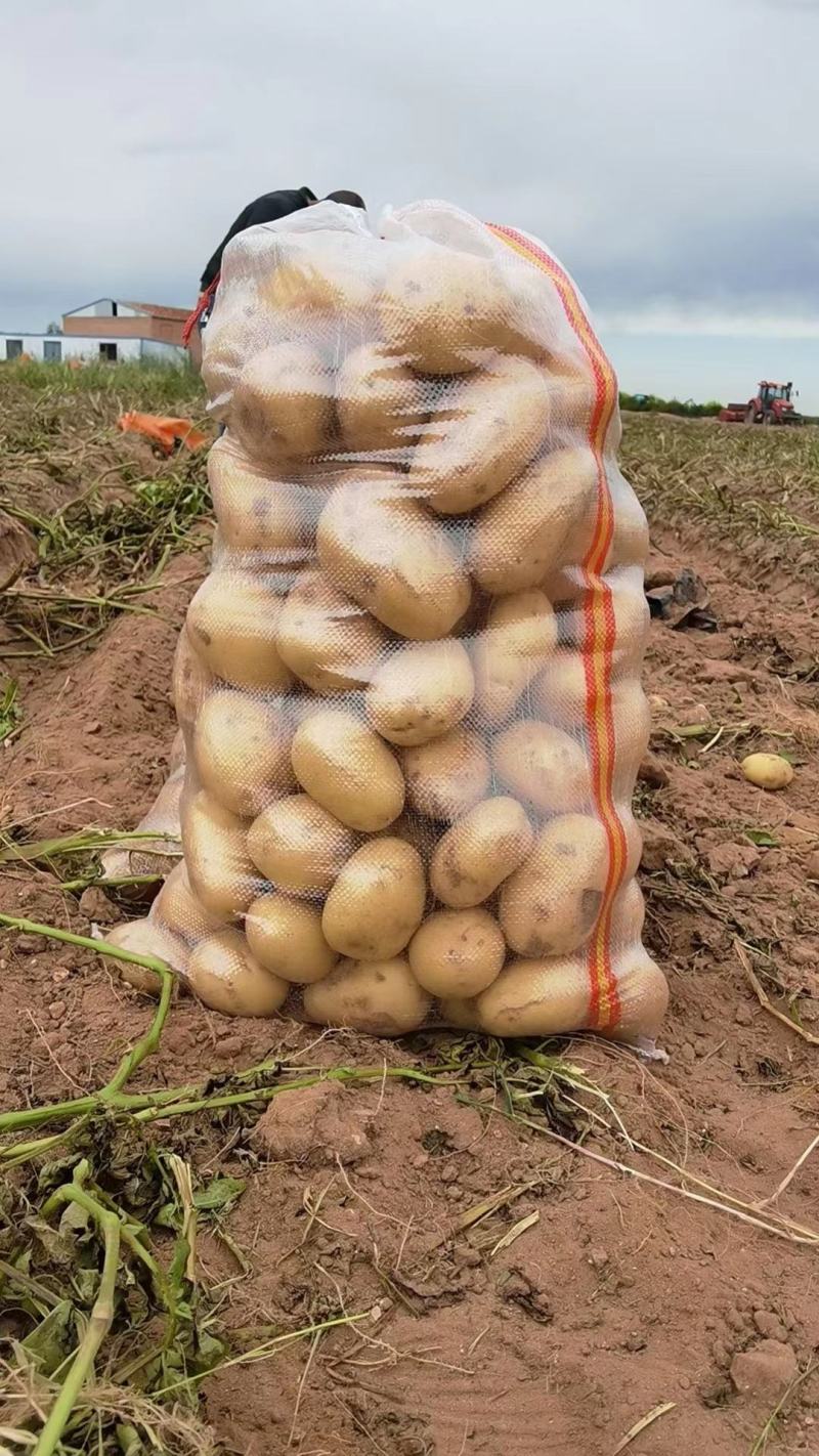 土豆实验一号新鲜土豆产地直发货源充足，量大优惠欢迎合作