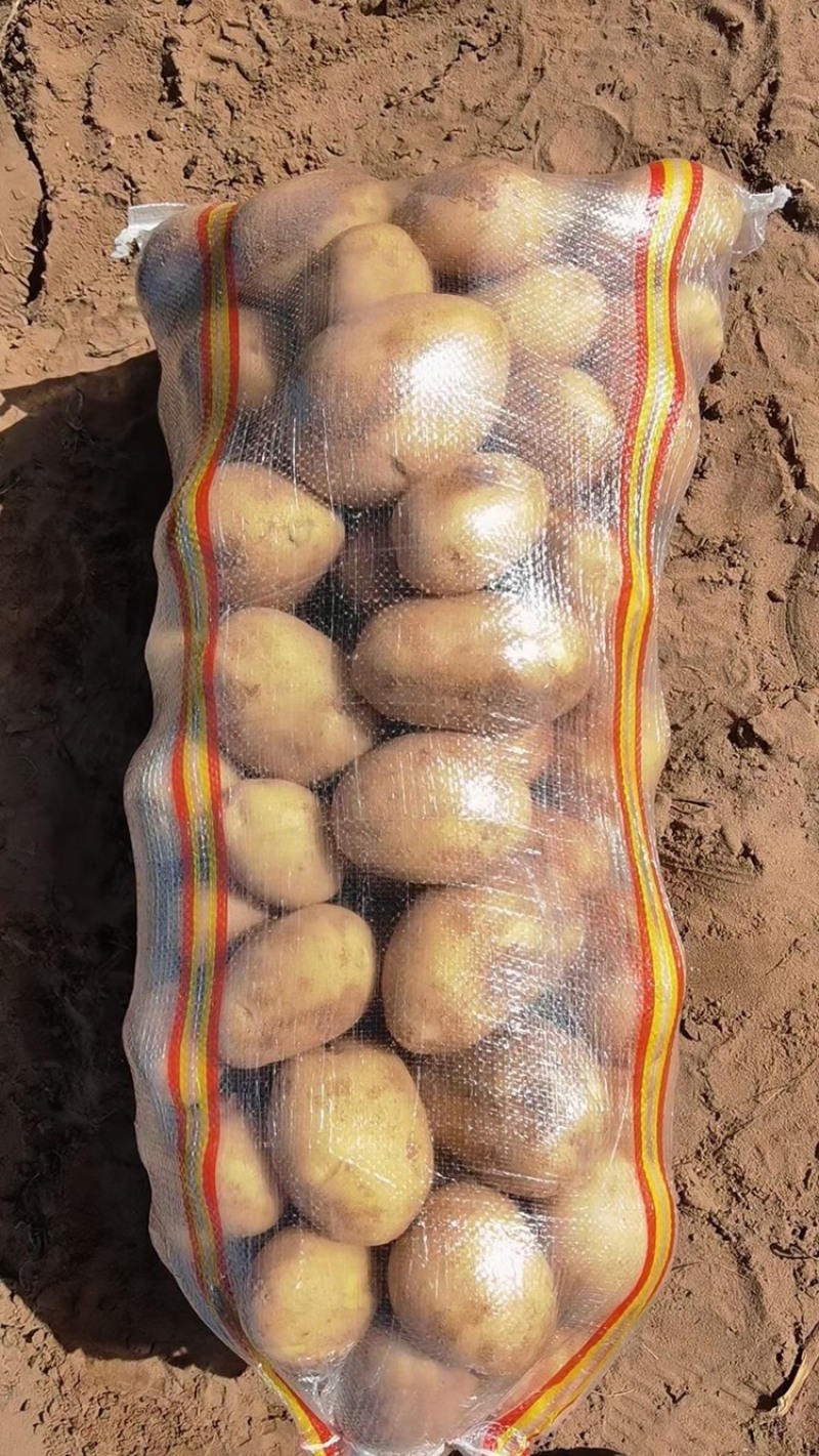 土豆实验一号新鲜土豆产地直发货源充足，量大优惠欢迎合作