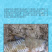 硫醚沙星水霉卫士鱼塘水霉病白毛赤皮烂鳃烂尾