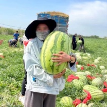 通辽金城五号西瓜大量上市价格美丽产地直发欢迎致电咨询