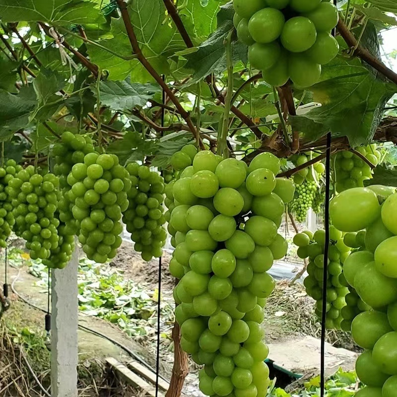 夏邑阳光玫瑰大量上市价格美丽产地直发欢迎老板致电