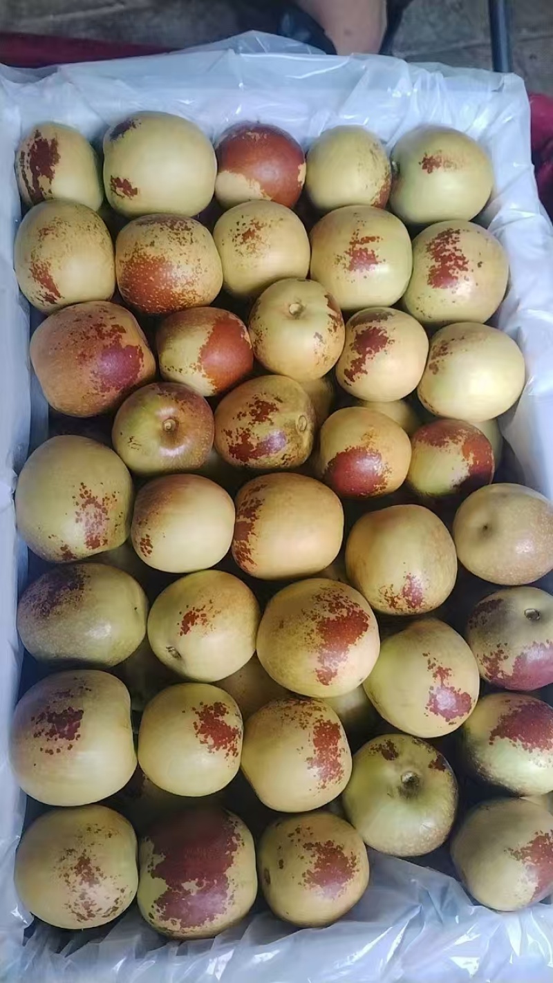 【精品】大荔县精品冬枣大量上市，可供应市场，电商，商超