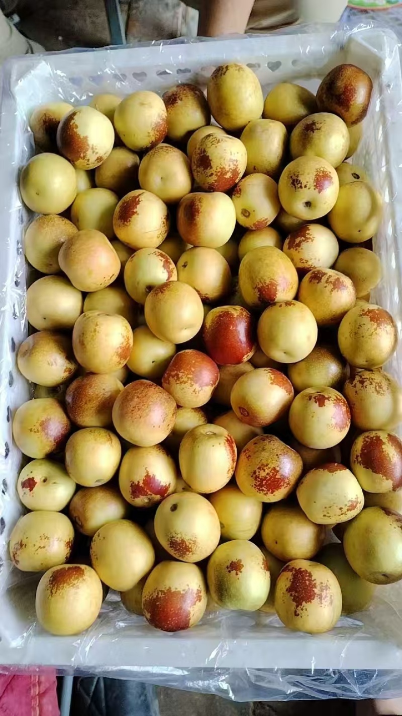 【精品】大荔县精品冬枣大量上市，可供应市场，电商，商超