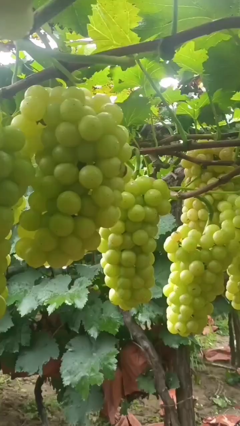 【实力优选】山东阳光玫瑰葡萄大量新鲜供应，粒大饱满价优