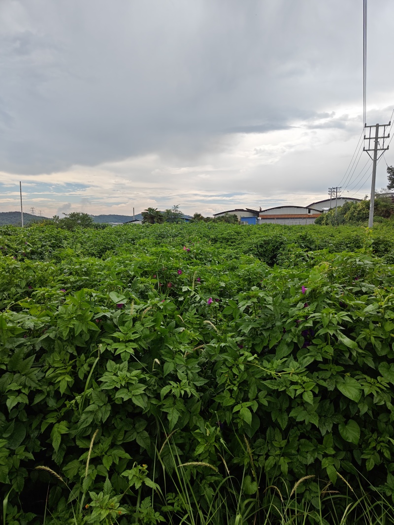 精品野生鬼针草鲜货品质好一手货源量大从优可远程看货