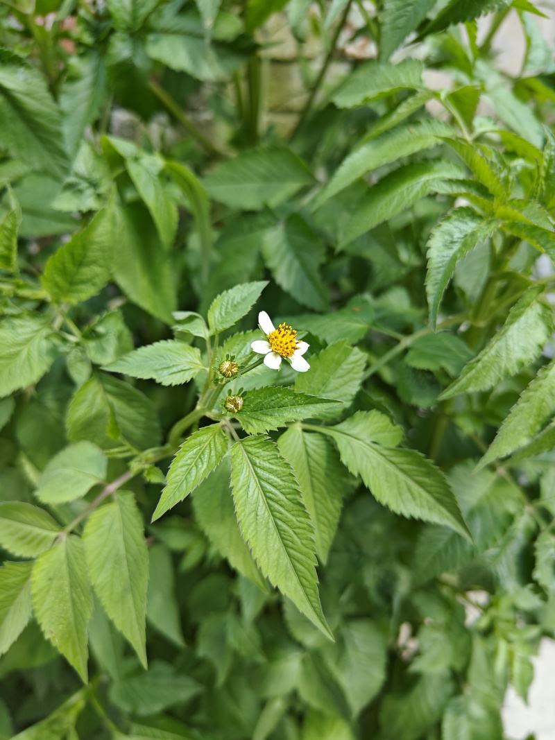 精品野生鬼针草鲜货品质好一手货源量大从优可远程看货