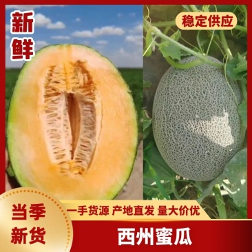 新疆淖毛湖西州蜜瓜，一手货源，可视频看货，代发全国