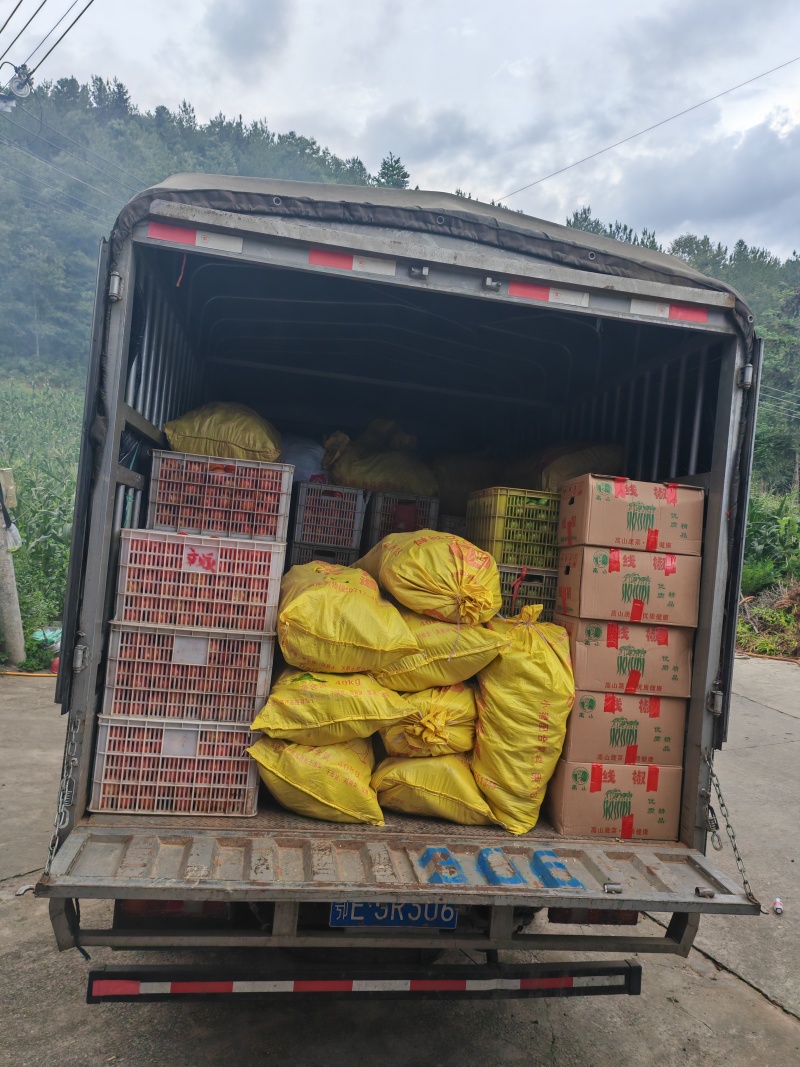 硬粉西红柿大量上市个头大品质好视频看货产地直发