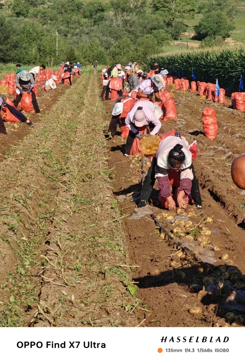 内蒙赤峰沃土五号土豆实验一号土豆上市了量大价优欢迎选购