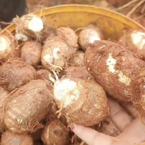 （实力）毛芋头，芋头种各种规格购销基地大量供应。