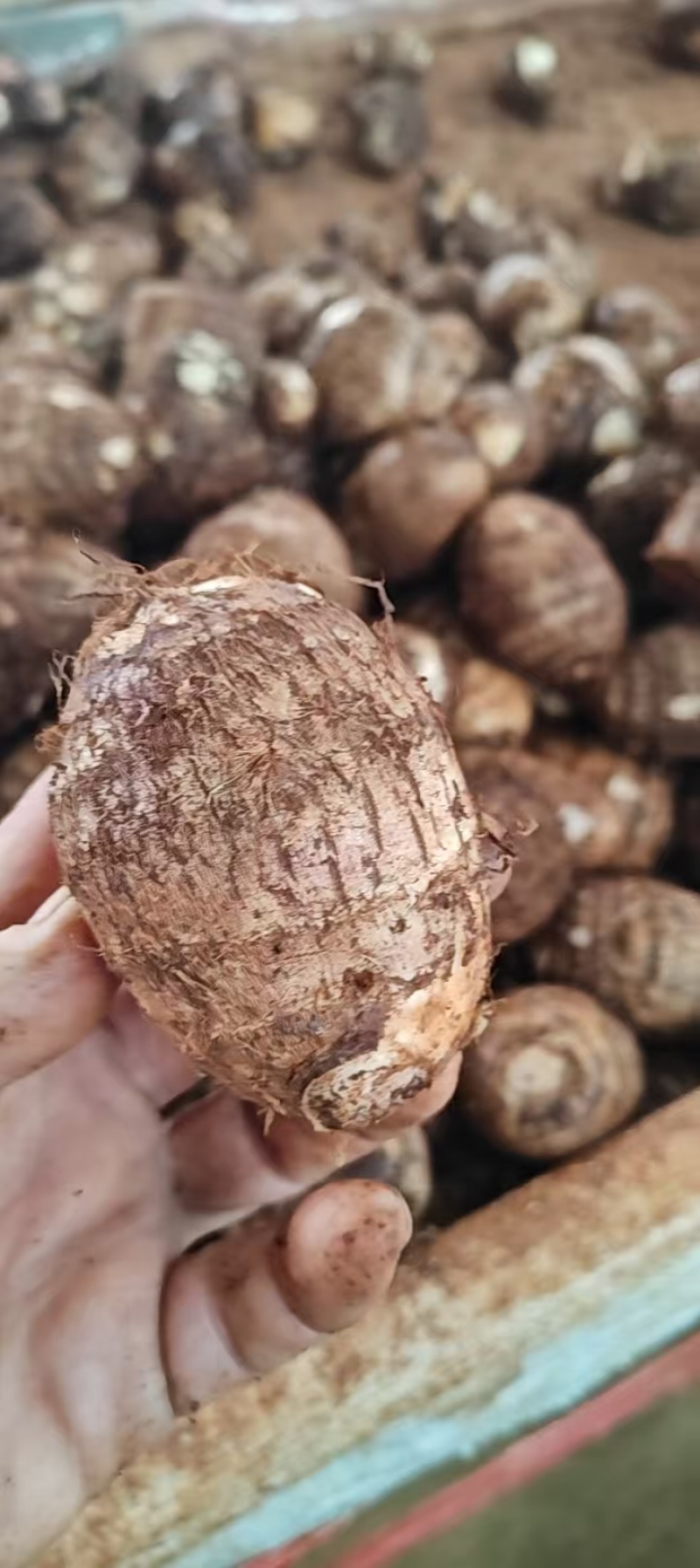 （实力）毛芋头，芋头种各种规格购销基地大量供应。