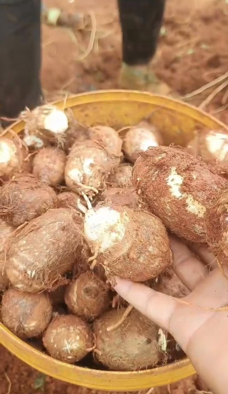 （实力）毛芋头，芋头种各种规格购销基地大量供应。