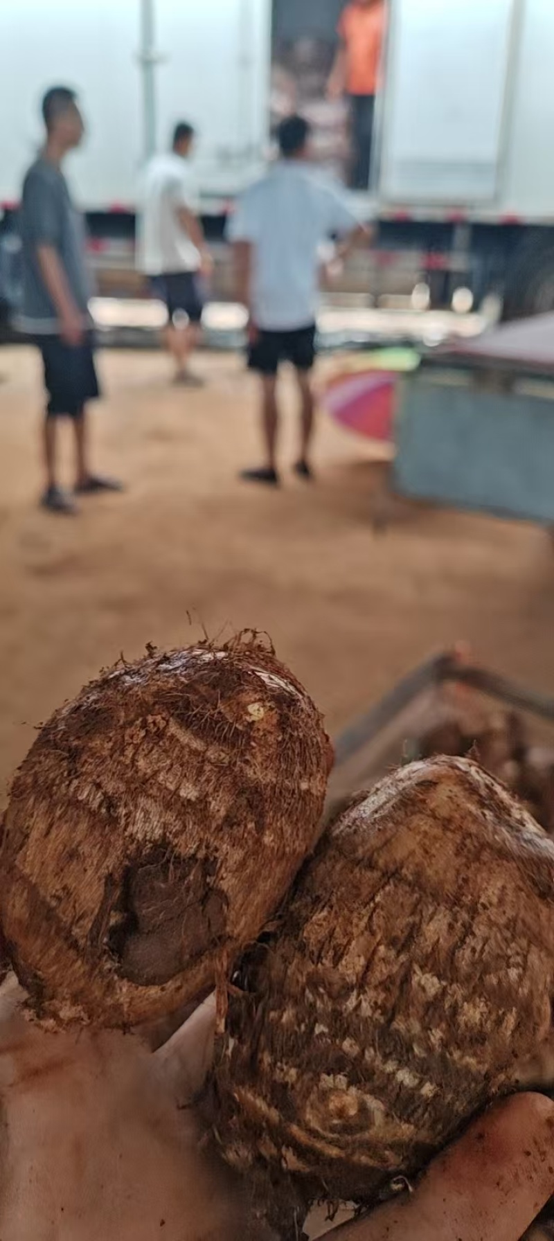（实力）毛芋头，芋头种各种规格购销基地大量供应。