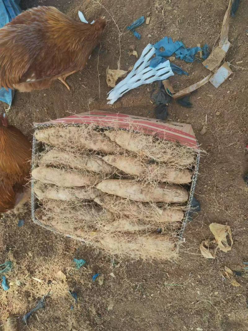 精品毛薯一手货源产地直发量大从优可远程看货