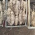 精品毛薯一手货源产地直发量大从优可远程看货
