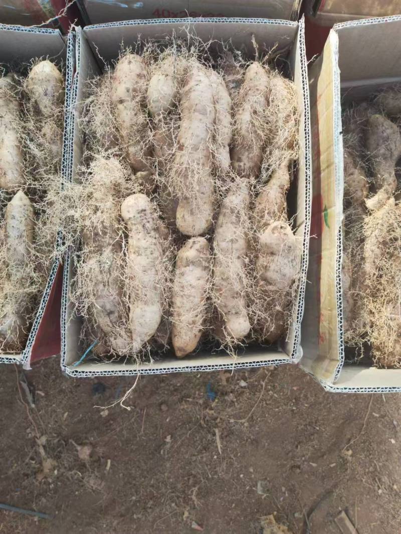 精品毛薯一手货源产地直发量大从优可远程看货