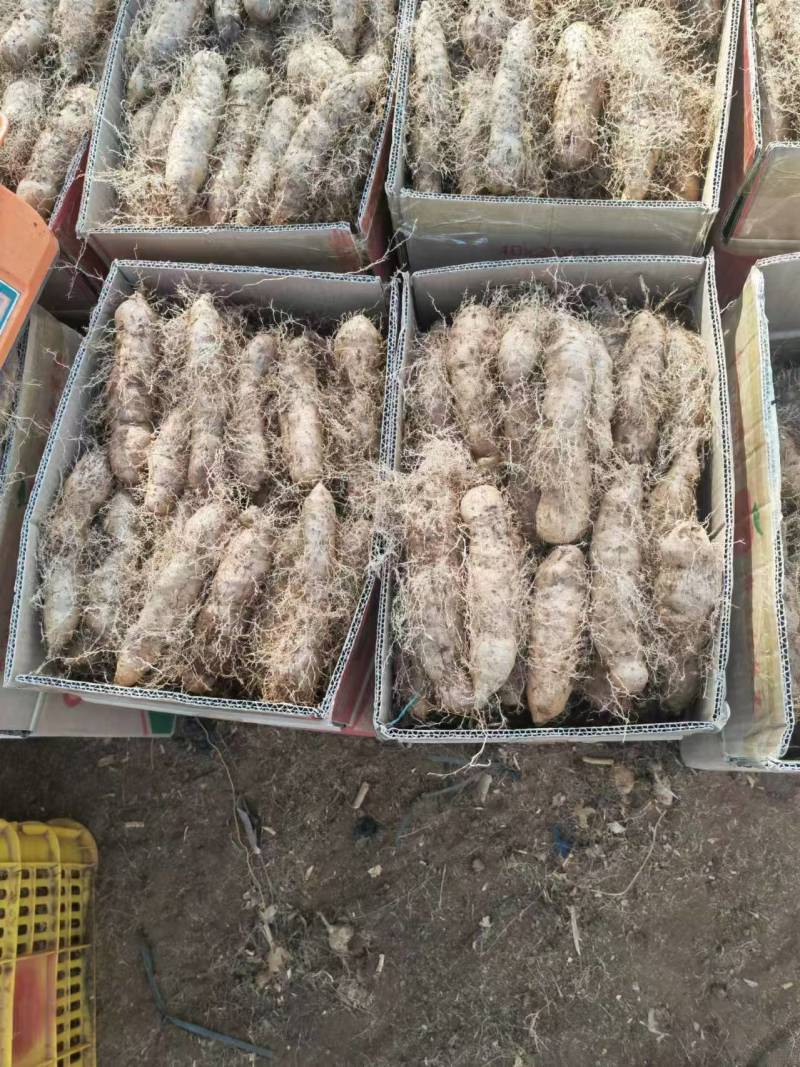 精品毛薯一手货源产地直发量大从优可远程看货