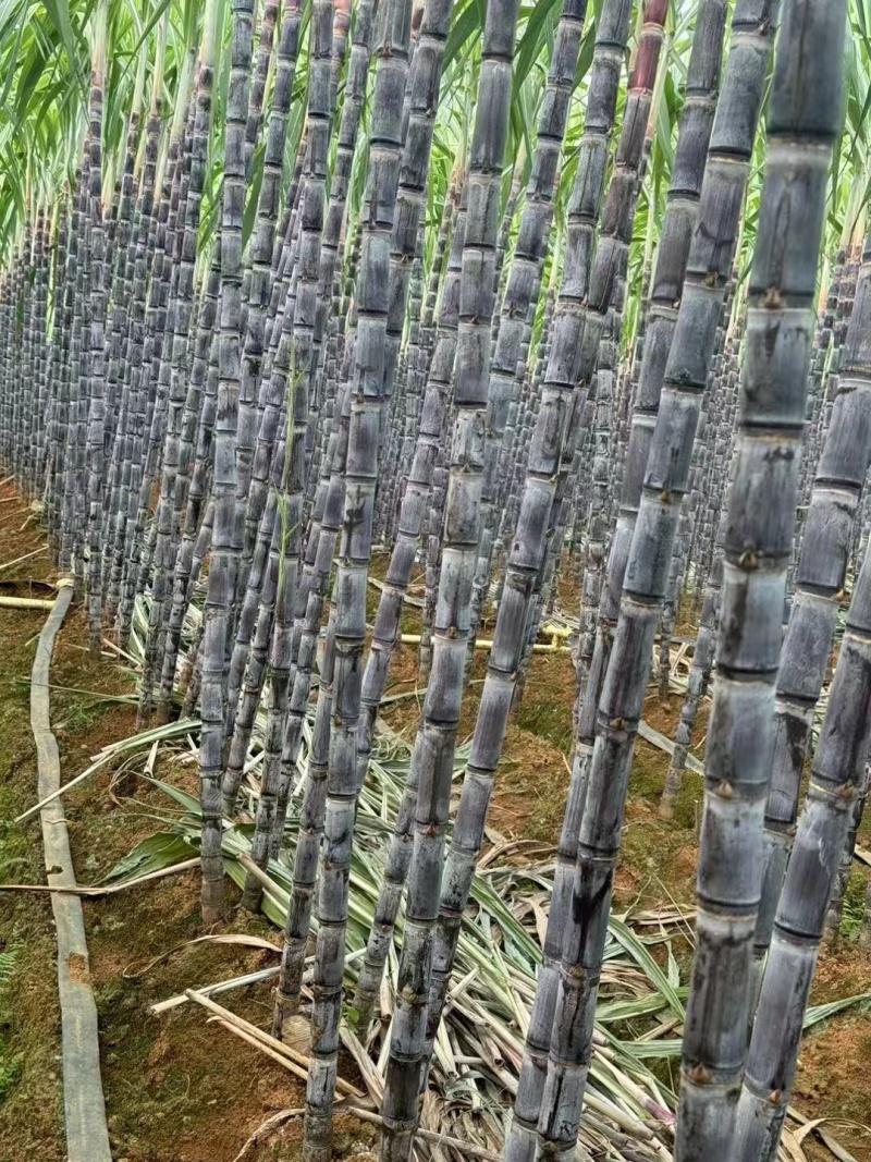 广西甘蔗精品甘蔗产地直发量大从优欢迎各地客商洽谈合作