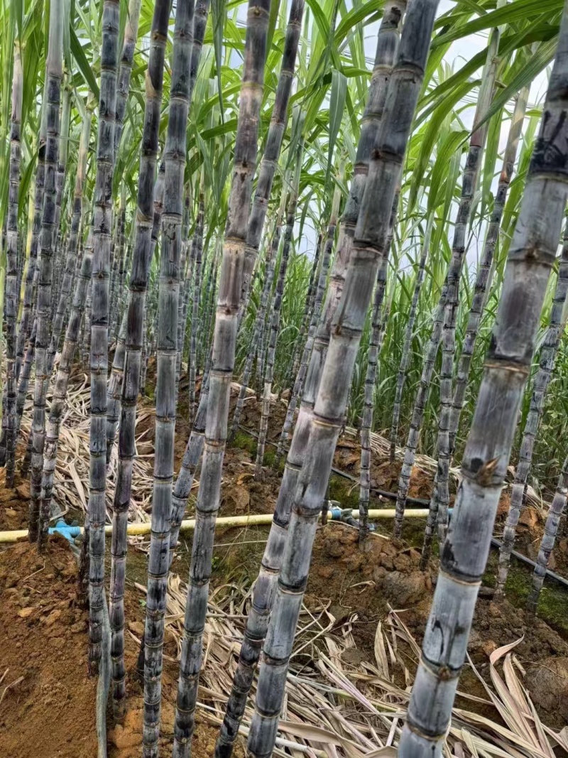 广西甘蔗精品甘蔗产地直发量大从优欢迎各地客商洽谈合作